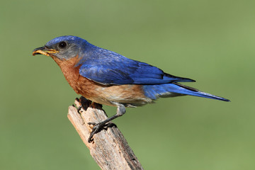 Eastern Bluebird