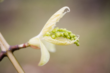 かえでのつぼみ