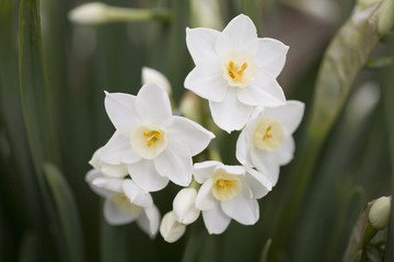 Fototapeta na wymiar Kwiaty Narcyz