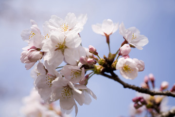 桜の花