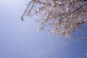 みなとみらいの桜