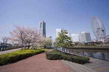 みなとみらいの桜