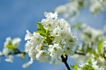 weisse blüte