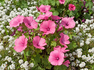 Trichtermalven - Malope trifida