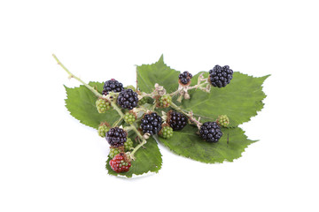Brombeeren