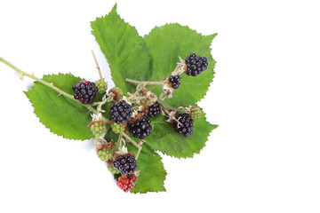 Brombeeren