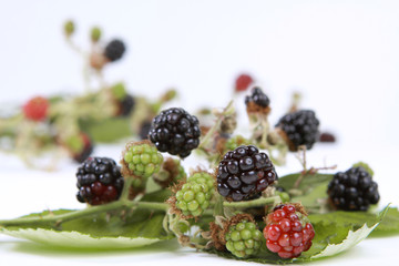 Brombeeren