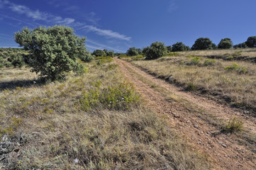 Caminando por castilla.