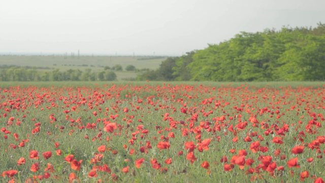 Field of red poppies and rising above far away meadow