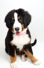 Bernese mountain dog