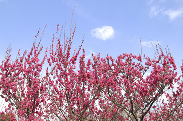 紅梅