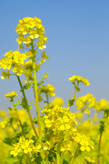 菜の花