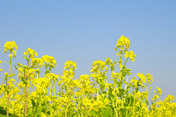 Obraz premium 菜の花