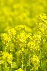 菜の花