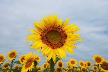 Obraz premium Eine Sonnenblume überragt die anderen