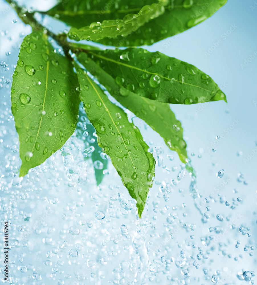 Sticker Beautiful Fresh Leaves with Water drops