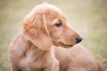 仔犬の散歩