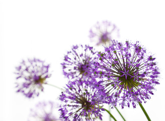 Beautiful Allium / abstract  on white