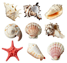 sea shells