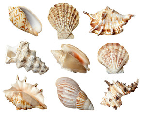 sea shells