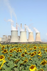 Sunflowers field and power plant