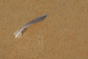 砂浜のカモメの羽根