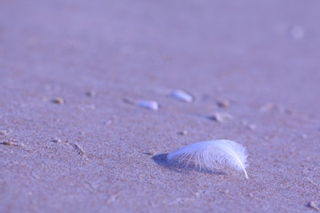 砂浜のカモメの羽根
