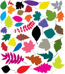 colorful silhouettes of leaves
