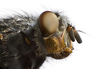 side view of house fly