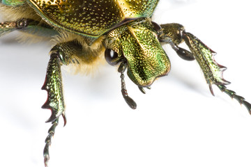 iridescent bug in close up