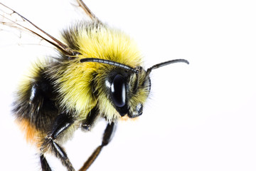 bumble bee close up