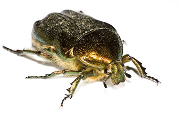 iridescent bug in close up