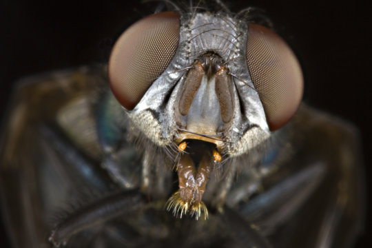 Head Of House Fly In Close Up