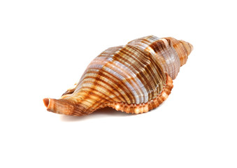 marine cockleshell