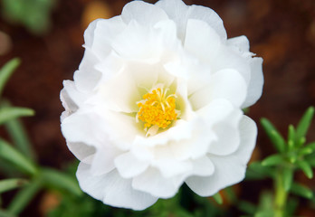 白いマツバボタン