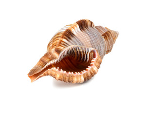 marine cockleshell