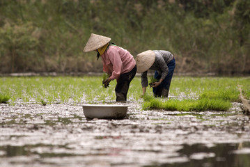Rice field workers
