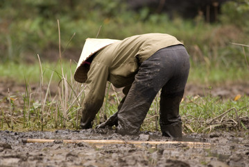 Rice field worker