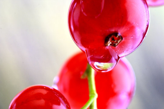 RED SWETTY