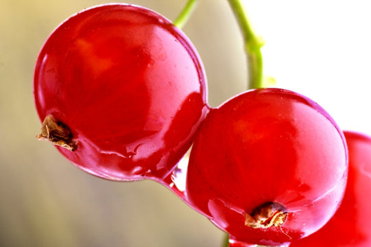 RED SWEETY