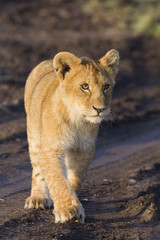 African lion cub (Panthera leo)