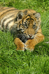 Siberian Tiger Cub