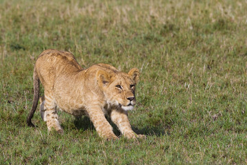 African lion cub (Panthera leo)