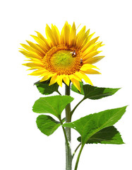 Big sunflower