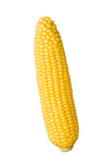 Yelllow Ear of Corn isolated