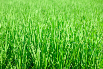 Green grass