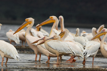 Pélicans du lac Nakuru