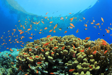 Fototapeta na wymiar Beautiful Coral Reef in the Red Sea