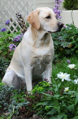 pretty labrador