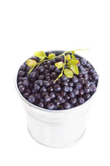 blueberry in bucket